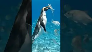 Penguin&rsquo;s Epic Fish Catch 🐧💥 | Nature&rsquo;s Quick Strike!