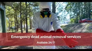 🤩DEAD DEER REMOVAL OCEANPORT & ATLANTIC HIGHLANDS NJ - CALL NOW (732) 600-1974 Dead Deer Removal NJ
