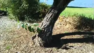 STRANGE: Unidentified plant roots itself in trunk of another tree!