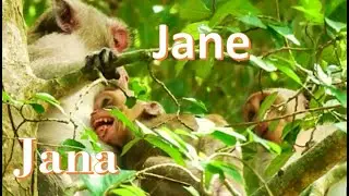 Loudly Crying ! Jane Hurt Janna cos weaning or Janet monkey !! ..