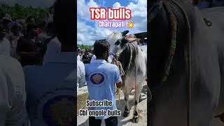 TSR bulls 💥#chatrapati full fire 💥on Senior race 💪