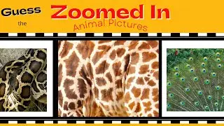 Zoomed-In Animals: Fun Picture Challenge