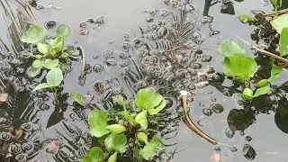 Mô hình nuôi ốc bươu đen hiệu quả cao