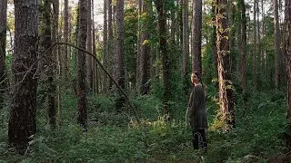 THE PEACE OF THE WOODS