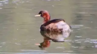 Mali Gnjurac, Tachibaptus Ruficollis ,Little Grebe -- Croatia ,Skradin