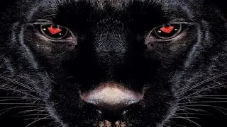Assassin 
