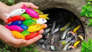 Catch beautiful aquarium fish in the garden, eel, betta fish,Tadpole ,Crad, Frog