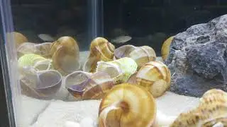 Multies Tank 12-17-17
