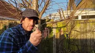 How to graft mistletoe