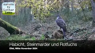 Habicht, Steinmarder, Rotfuchs. Eifel, Deutschland, Mitte November 2024