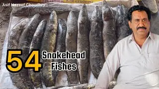 Catch 54 Snake head fish at mud jamro |Asif nazeef choudhry fishing |
