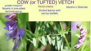 COW or TUFTED VETCH