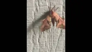 Wood like moth