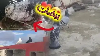 توليعة جميلة فالحمام 😍❤ | الأنتى لوزغية بايضات مرة أخرى 🥳🥳