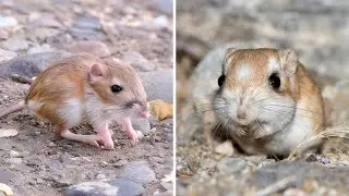 Kangaroo Rat 🐭 Jumping for Survival!