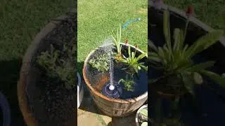 Barrel pond with solar powered fountain.