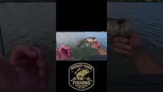WTF Daily Catch Cam 145