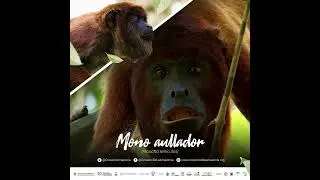 Mono aullador (Alouatta seniculus)