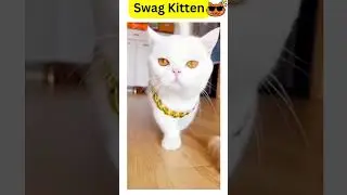 Cat swag video| Swag Kitten |Swag life #shorts #shorts