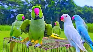 Parrot Talking | Mitthu Mitthu