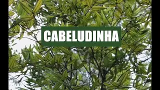 Cabeludinha - Myrciaria glazioviana