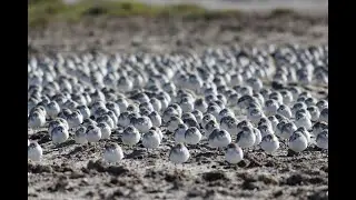 Protecting two of Victoria's Great Ramsar Wetlands | Port Phillip & Westernport CMA