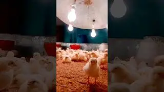 one day chicks #contractfarming #brooding #animalfarming #contractpoultryfarming #ecoAgrow