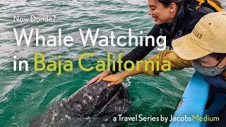 Whale Watching in Baja California (Gray Whales)