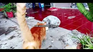 Kucing Mixdome aku bebaskan ( MR.W 627 )