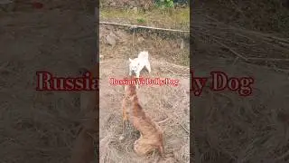 Russian Dog||Siberian Husky attack in street dog😱😨 🐕#dogs