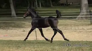 176 Allies Rockstar/Midwest Breeders 25