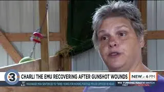 Charli the emu recovers from gunshot wounds at Sonnyboy Animal Sanctuary