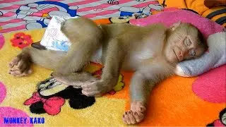 Relaxing Midday, Mom Change Diaper And Take Care Monkey Kako Sleep Routine