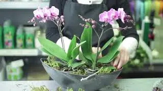 How to: Make a Flower Arrangement Using an Orchids and a Moss