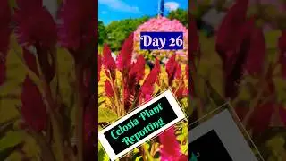 Grow Celosia From Seeds | How to sow celosia|सेलोसिआ को बीज से लगाए|Celosia Seeds Germination Day 26