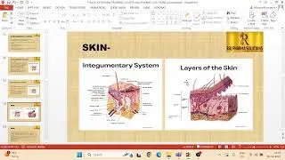 INTEGUMENTORY SYSTEM ANATOMY AND PHYSIOLOGY  STRUCTURE AND FUNCTION OF THE SKIN