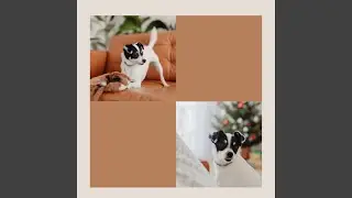 Romantic Backdrops for Resting Pup Mornings