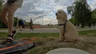 Бадмінтон, не рахуючи собаки. Таймлапс