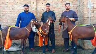 Beautiful Nagra Beetal Goats Of Rashid Bhai - Beetal Goat Farm