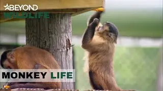 S5E03 | Amy's Capuchins Get Fruity | Monkey Life | Beyond Wildlife
