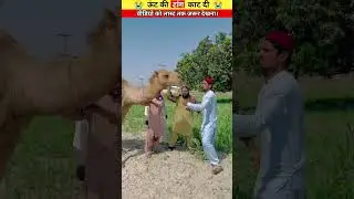 बेचारे ऊंट की टांग काट दी 😭😱# #viral #ytshorts #camelcry#trendingshorts