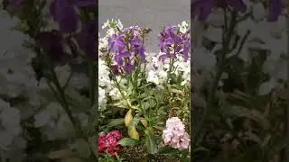 Stock flower plant