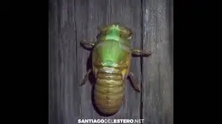 Nacimiento del 