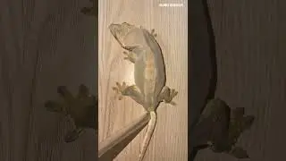 Watch How I Help My Gecko Shed Its Old Skin #shedding #reptiles #lizard #gecko