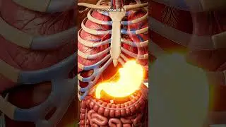What Happens Inside Your Body When You Drink Coffee 4K Anatomy Journey.#shorts