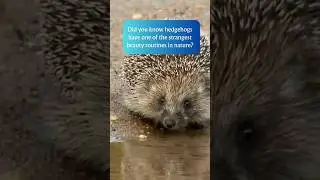 Did You Know Hedgehogs Smear Themselves with Spit!