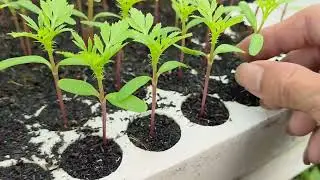 Cách trồng vạn thọ Tết 2026 phần 2 - Cây giống chuẩn bị ra chậu
