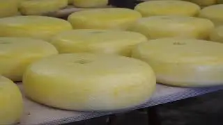 Kaasboerderij  Schep  Bergambacht