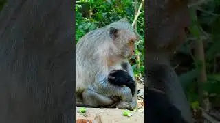 Congratulation! Jade gives a birth newborn baby is girl cute and healthy named Jada. #monkey