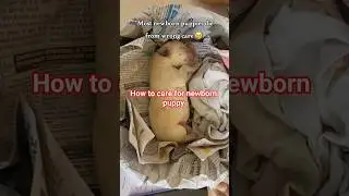 How to Care for a Newborn Puppy | Most Newborn Puppies Die From This #puppycare #newborn #cutepuppy